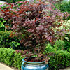 Acer palmatum Japanese Maples Set of 3