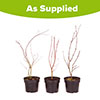 Acer palmatum Japanese Maples Set of 3