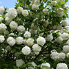 Viburnum opulus Roseum Snowball Tree