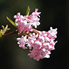 Viburnum bodnantense Charles Lamont