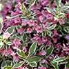 Weigela florida Monet