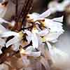 White Forsythia Abeliophyllum distichum