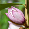 Magnolia Fairy Blush