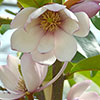 Magnolia Fairy Blush