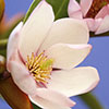Magnolia Fairy Blush