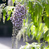 Buddleia davidii Wisteria Lane