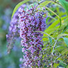 Buddleia davidii Wisteria Lane