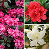 Rhododendrons (Japanese Azalea)
