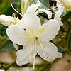 Rhododendrons (Japanese Azalea)