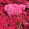 Rhododendrons (Japanese Azalea)