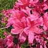 Rhododendrons (Japanese Azalea)