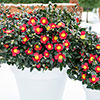 Camellia vernalis Yuletide