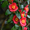 Camellia vernalis Yuletide