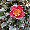 Camellia vernalis Yuletide