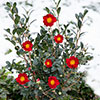 Camellia vernalis Yuletide