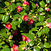 Camellia vernalis Yuletide
