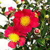 Camellia vernalis Yuletide