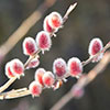 Mount Aso Japanese Pink Pussy Willow Salix gracilistyla
