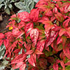 Nandina Fire Power