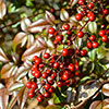 Nandina Fire Power
