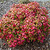 Nandina Fire Power