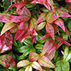 Nandina Fire Power
