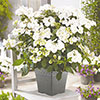 Hydrangea Runaway Bride Hydrangea Runaway Bride