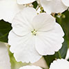 Hydrangea Runaway Bride Hydrangea Runaway Bride