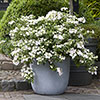 Hydrangea Runaway Bride Hydrangea Runaway Bride