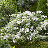 Hydrangea Runaway Bride Hydrangea Runaway Bride