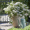 Hydrangea Runaway Bride Hydrangea Runaway Bride