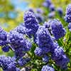 Ceanothus thyrsiflorus var. repens Californian Lilac