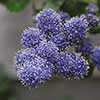 Ceanothus thyrsiflorus var. repens Californian Lilac
