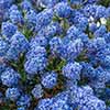 Ceanothus thyrsiflorus var. repens Californian Lilac