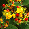 Hypericum Miracle Attraction