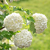 Snowball Tree Viburnum opulus Roseum