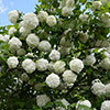 Snowball Tree Viburnum opulus Roseum