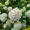 Snowball Tree Viburnum opulus Roseum