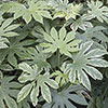 Fatsia japonica Spiders Web