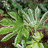 Fatsia japonica Spiders Web