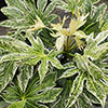 Fatsia japonica Spiders Web