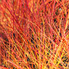 Cornus sanguinea Annys Winter Orange