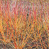 Cornus sanguinea Annys Winter Orange