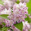Deutzia hybrida Raspberry Sundae