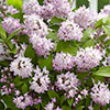 Deutzia hybrida Raspberry Sundae