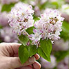 Deutzia hybrida Raspberry Sundae
