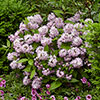 Deutzia hybrida Raspberry Sundae