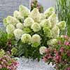 Hydrangea Skyfall