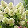 Hydrangea Skyfall