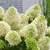 Hydrangea Skyfall